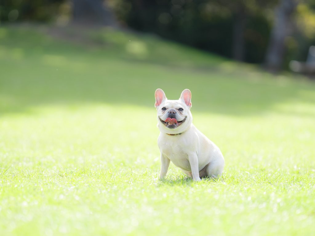 ペット撮影（わんこ・にゃんこ撮影）