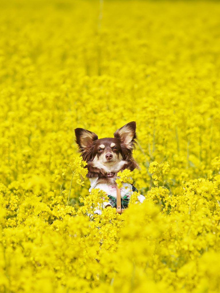 わんこと菜の花撮影会のお知らせ（2025）